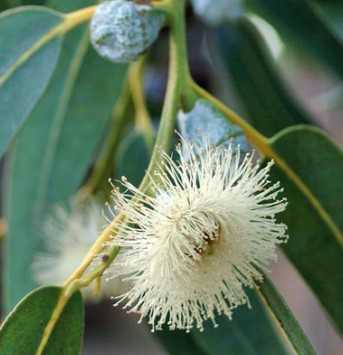 Eucalyptus Essential Oil Blue Mallee